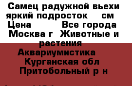 Самец радужной вьехи яркий подросток 15 см › Цена ­ 350 - Все города, Москва г. Животные и растения » Аквариумистика   . Курганская обл.,Притобольный р-н